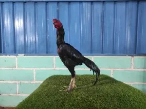 “BELUM LAYAK ABAR”collection super vvip “HELIOS 07″BLOODLINE BLACKBULL KRATING(PRANBURI FARM) X BETINA BLACKBULL RONIN SOLD OUT 
