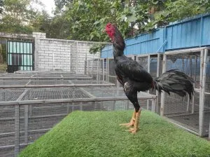 “BELUM LAYAK ABAR”SI APOLLO PART 06 “bloodline aswindam(sameaw farm mr manoph photeng) mix betina arjuna (BERVIDIO) SOLD OUT 