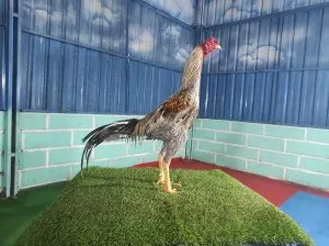 “3X TEST”3,2KG BIG SIZE GARAGA X SADAM (OLAN FARM) PART 05 super tekhnik lock dan pukulan sakit(BERVIDIO) SOLD OUT 