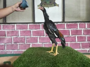 AKIRA JUNIOR UMUR 4,5 BLOODLINE MANEDAENG X BETINA KRURUN mix KAPAL SELAM BULAN,MASA DEPAN CERAH calon vvip (BERVIDIO) SOLD OUT 