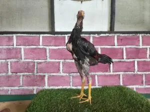 TIGER JUNIOR UM 4,5 BULAN BLOODLINE LEGENDA X BETINA MANEDAENG mix ROD TANG(BERVIDIO) SOLD OUT 