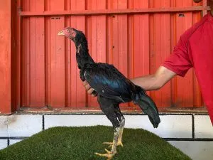 HUNTER KEMBAR 1 “FULL BRAKOT”tulangan istimewa BLOODLINE KRURUN X BETINA BELUT OLI (BERVIDIO) SOLD OUT 