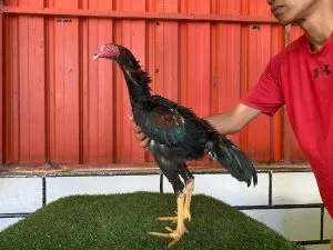 HUNTER KEMBAR 2″full BRAKOT”tulangan istimewa BLOODLINE KRURUN X BETINA BELUT OLI(BERVIDIO) SOLD OUT 