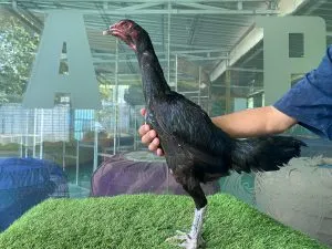 2X PRODUKSI “BETINA BARENGANYA HELIOS 01″BLOODLINE BLACKBULL KRATING(MR TELEEK PRANBURI FARM) X BETINA BLACKBULL RONIN (SAMEAW FARM MANOPH PHOTENG)(BERVIDIO) (SOLD OUT)