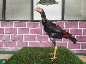 “AKIRA JUNIOR UMUR 4,5 BLN”BLOODLINE MANEDAENG X BETINA KRURUN mix KAPAL SELAM(BERVIDIO)