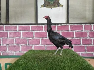“BATU RANTAI TEMBUS”BETINA SI DRACO BARENGAN DRACO 01 2X PRODUKSI BLOODLINE ANJING GILA X JAGUAR(BERVIDIO)