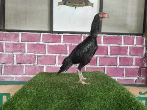 3X PRODUKSI SUPER BRUTAL (KHOYTRAD)BABON VVIP ANJING GILA X MANEDAENG (BERVIDIO)