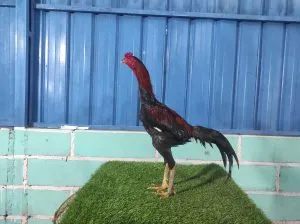 VVIP 2X TEST ‘KOMPLIT”KELAS VVIP GERBONG MAUT X NEGRO 012 khusus BUAT PRO “tulangan istimewa”(BERVIDIO) (SOLD OUT)