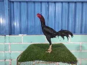 COLLECTION SUPER VVIP”HELIOS 08″BLOODLINE BLACKBULL KRATING (MR TELEEK PRANBURI FARM) X BETINA BLACKBULL RONIN (SAMEAW FARM MR MANOPH PHOTENG)(BERVIDIO)