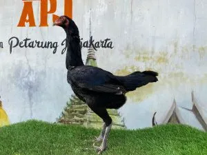 “BATU RANTAI TEMBUS”BETINA SI DRACO BARENGAN DRACO 01 2X PRODUKSI BLOODLINE ANJING GILA X JAGUAR(BERVIDIO)