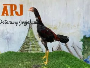 “AKIRA JUNIOR UMUR 4,5 BLN”BLOODLINE MANEDAENG X BETINA KRURUN mix KAPAL SELAM(BERVIDIO)
