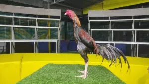 “2X TEST”SI MUSA 05 BLOODLINE THE MASCOT X BETINA DURIAN(MR MANOPH PHOTENG)(BERVIDIO)