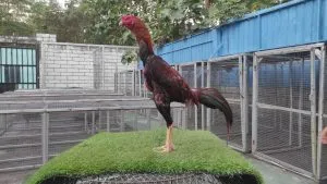 2X TEST SUPER ISTIMEWA “SI TIGER 011″BLOODLINE LEGENDA X BETINA MANEDAENG mix RODTANG(BERVIDIO) SOLD OUT 