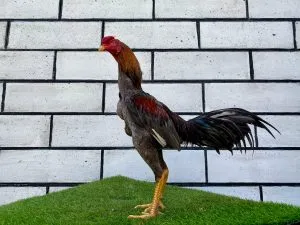 2X TEST “PUKULAN SUPER CANTIK”GARAGA X BETINA GREY SNAKE MIX SUPER SONIC (KHOYTRAD X PANUS)(BERVIDIO) SOLD OUT 