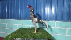 2X TEST “PUKULAN SUPER MANTAP”GARAGA X BETINA GREY SNAKE MIX SUPER SONIC 02(KHOYTRAD X PANUS)(BERVIDIO)