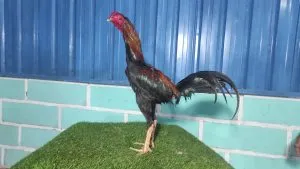 3X TEST “KHUSUS BUAT PRO”SI JOKER 02” BK SELATAN SI PAKU X BETINA SI RAJA TIKUS(BERVIDIO)
