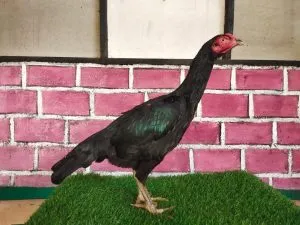 “BETINA HELIOS”2X PRODUKSI F1 BLACKBULL KRATING(MR TELEEK PRANBURI FARM) X BLACKBULL RONIN(MR MANOPH PHOTENG)(BERVIDIO)