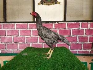 “BETINA SADAM F1″BK PHANAT 2X PRODUKSI NO MINUS pukulanya sadis,SIAP BUAT TABUNGAN DI FARM JURAGAN(BERVDIO)