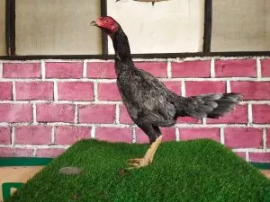 “BETINA SADAM 02″2X PRODUKSI pukulanya top NO MINUS TINGGAL LANJUT BREEDING”BK PHANAT”(BERVIDIO)
