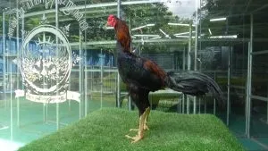 3X TEST TIPIS2.COLLECTION SUPER VVIP “HELIOS 09″BLOODLINE BLACKBULL KRATING (MR TELEEK PRANBURI FARM) X BETINA BLACKBULL RONIN (SAMEAW FARM MR MANOPH PHOTENG)(BERVIDIO) SOLD OUT 
