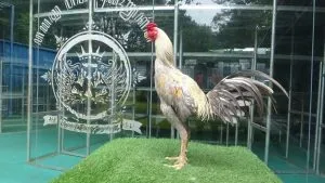 4X TEST TINGGAL PAKAI untuk lanjut kalangan “SADAM(OLAN FARM)X BETINA PAKU”(BERVIDIO) SOLD OUT 