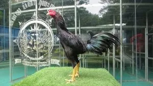 TURUN BOX”SI ATHENA 09 BLOODLINE BLACKBULL KRATING(PRANBURI FARM MR TELEEK)X BETINA JAGUAR(BERVIDIO) SOLD OUT 
