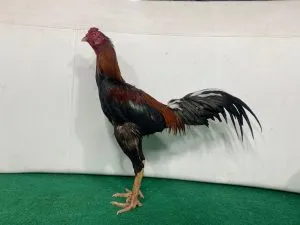 4X TEST LOT “tinggal turun sama2 muda”SI ATOM 07 “BLOODLINE MAHARAJA X MANEDAENG”(2xBERVIDIO)