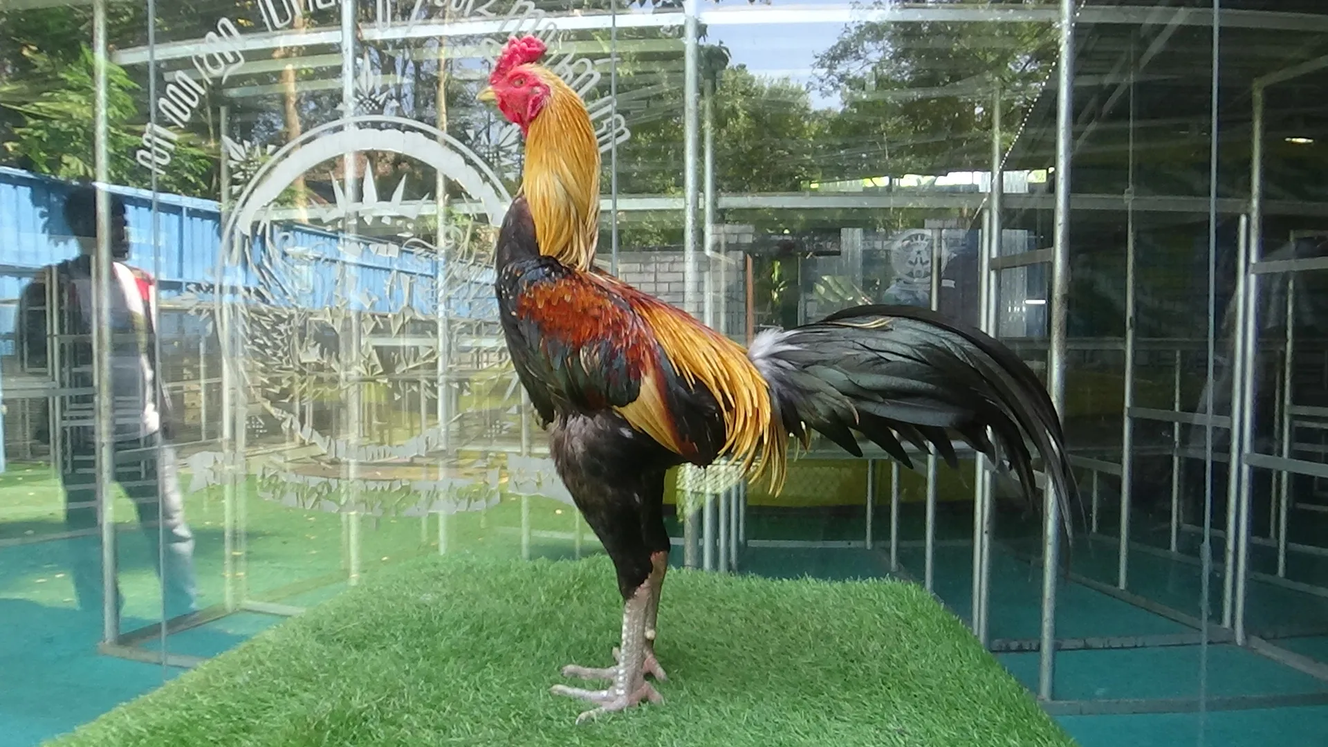 2X TEST TIPIS2 pamangon big size 3,2kg MACHINE X BRANTAS “GARANSI PUKULAN DALAN DAN AKURAT”(Ber video) SOLD OUT 