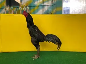 WIN 3X ATHENA 010 BLOODLINE BLACK BULL KRATING(PRANBURI FARM) X BETINA JAGUAR(BERVDIO)SOLD OUT