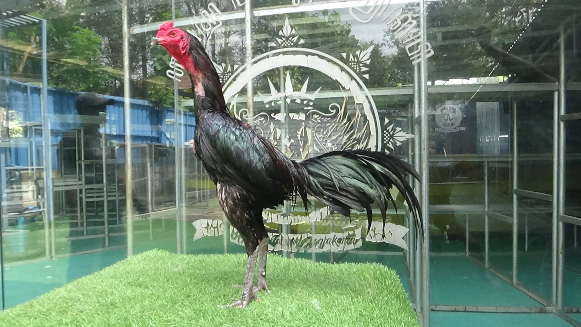 “2X TEST”ATHENA 011 BLOODLINE BLACKBULL KRATING X JAGUAR super lock dan pukul bersih(BERVIDIO) SOLD OUT 