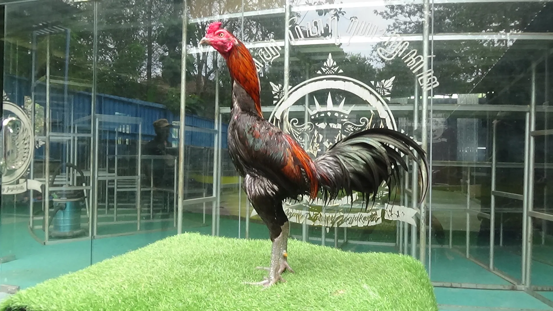 3X TEST “obat pakhoey dan ayam tekhnik”PAMA IQ LINE F1 SANKOEN(MESSUWAN MR BIRD)X BETINA IMPORT NONG JIN FARM(BERVIDIO) (SOLD OUT)