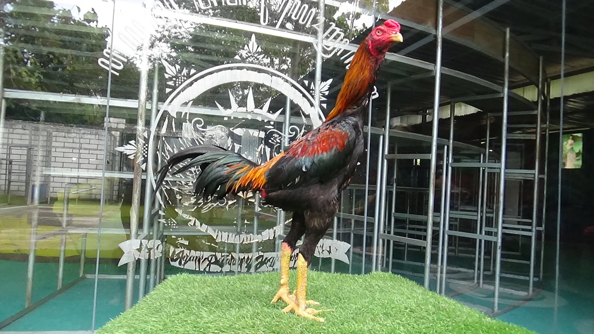 “TURUN BOX”SUPER BREADING “VVIP COLECTION”SI AKIRA 09 BLOODLINE MANEDAENG X BETINA KRURUN mix KAPAL SELAM,3D,BRAKOT,SSPEED & TEKHNIK(Bervideo) (SOLD OUT)