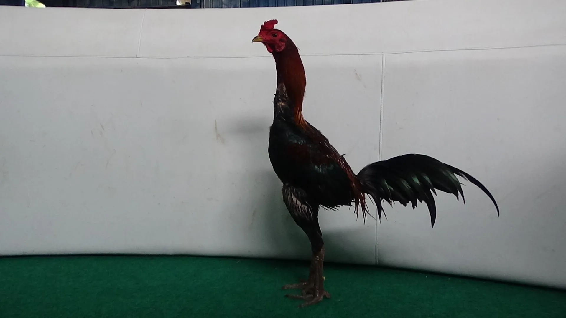 3X WIN “PASCA MABUNG”VALENTINO ROSI X MAHANAKHON(ALADIN FARM) (BERVIDIO) SOLD OUT 