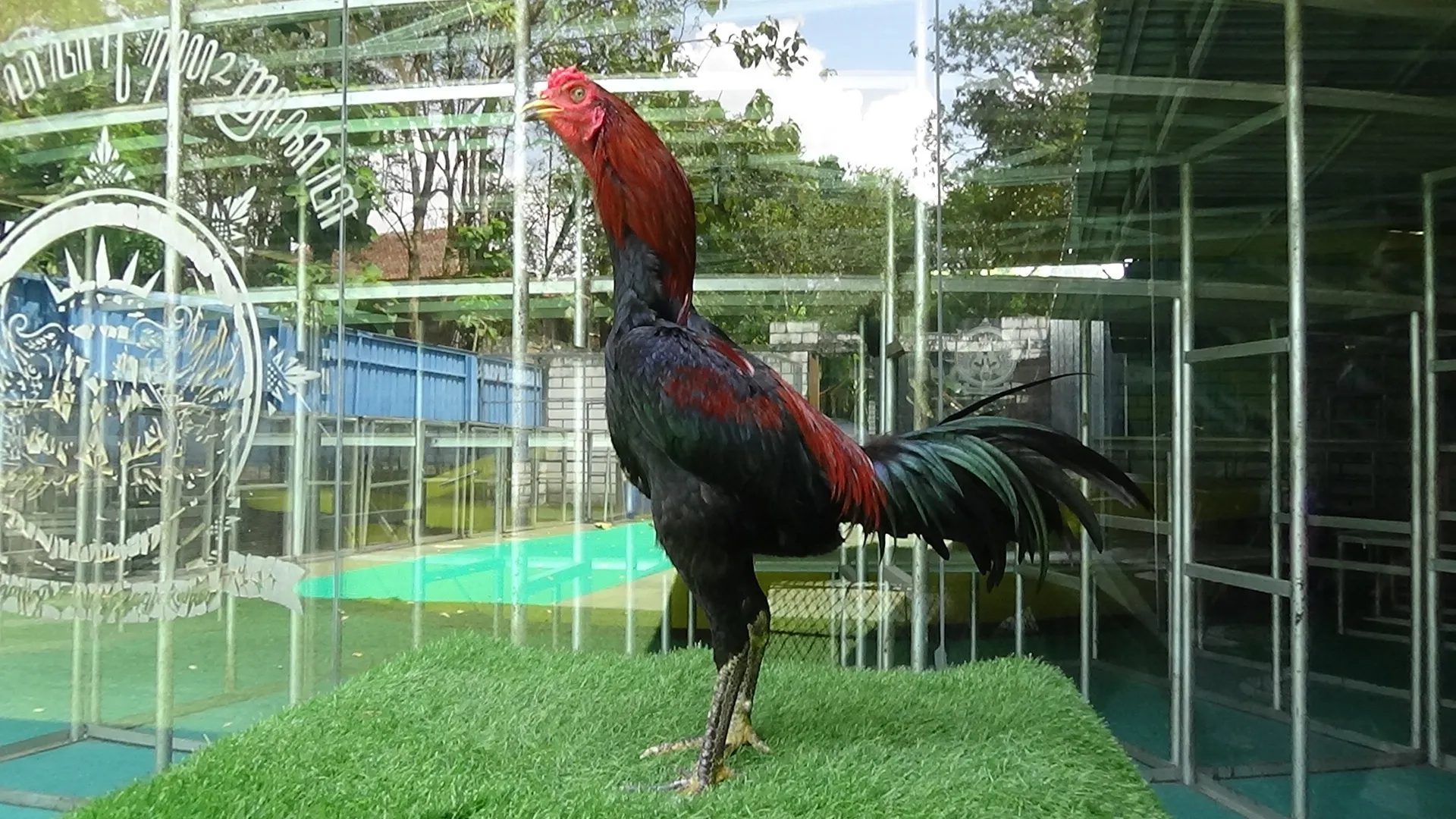 “TURUN BOX”WISANGGENI 011 “SUPER BRUTAL”bloodline GERBONG MAUT X HONGDAM(BLACK SWAN)MR NIRUT (BERVIDIO)