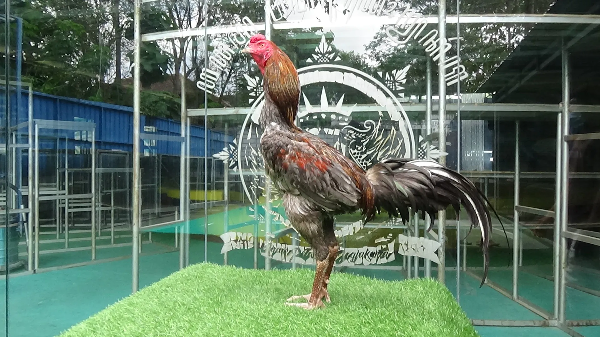 2X TEST GAK MENTAH2 F1 SADAM (OLAN FARM) X BETINA HERCULES “pukulan bersih dan mematikan”(BERVIDIO) SOLD OUT 