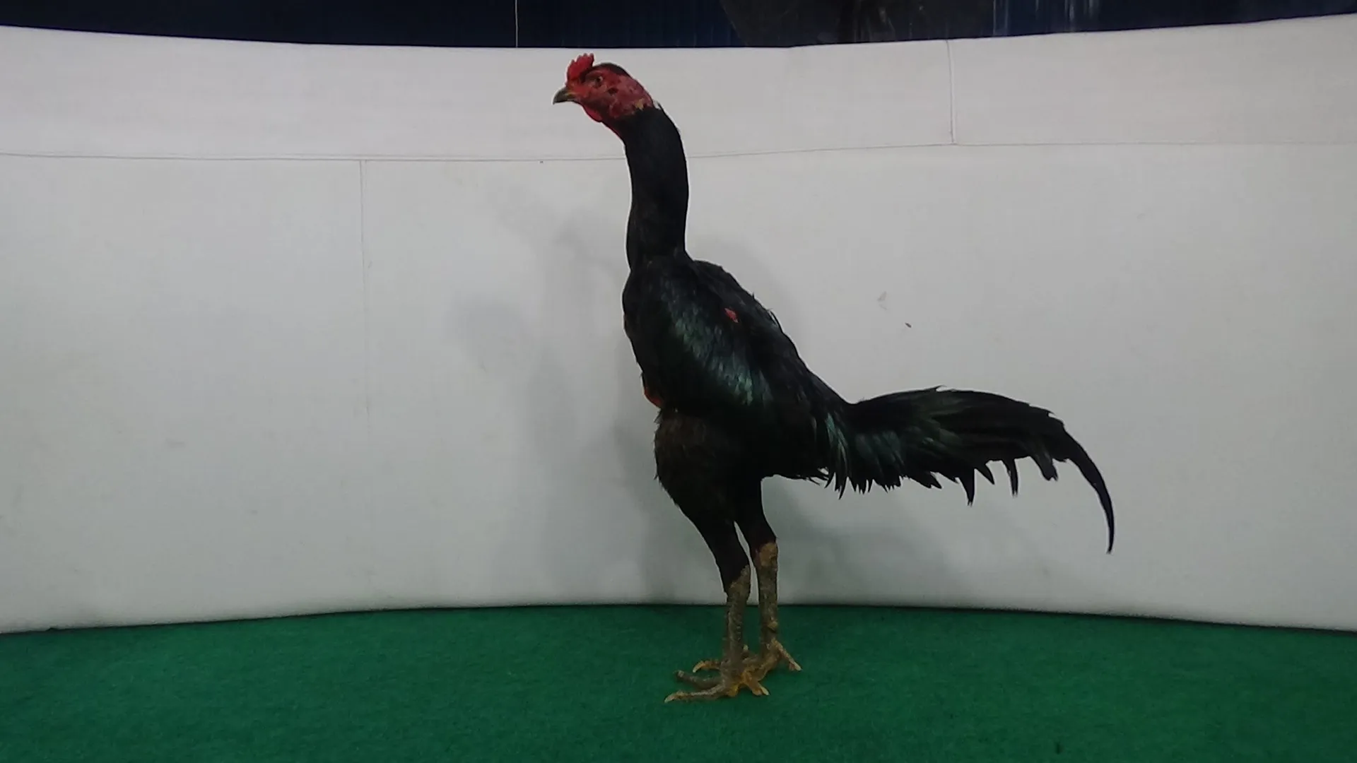 PUAS ABAR .COLLECTION SUPER VVIP “HELIOS 010″BLOODLINE BLACKBULL KRATING (MR TELEEK PRANBURI FARM) X BETINA BLACKBULL RONIN (SAMEAW FARM MR MANOPH PHOTENG)(BERVIDIO)