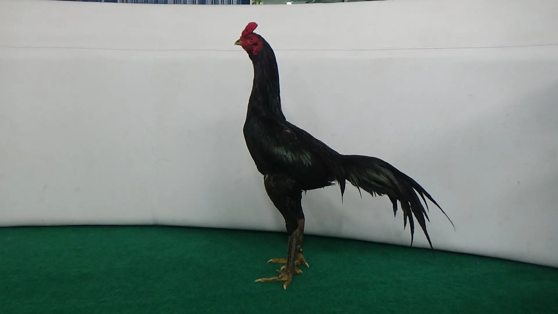4X WIN “MUSTANG X BETINA YOOKEREE”super pukul”{OBAT TEKHNIK & KOEY} perusak rahang lawan (BERVIDIO) SOLD OUT