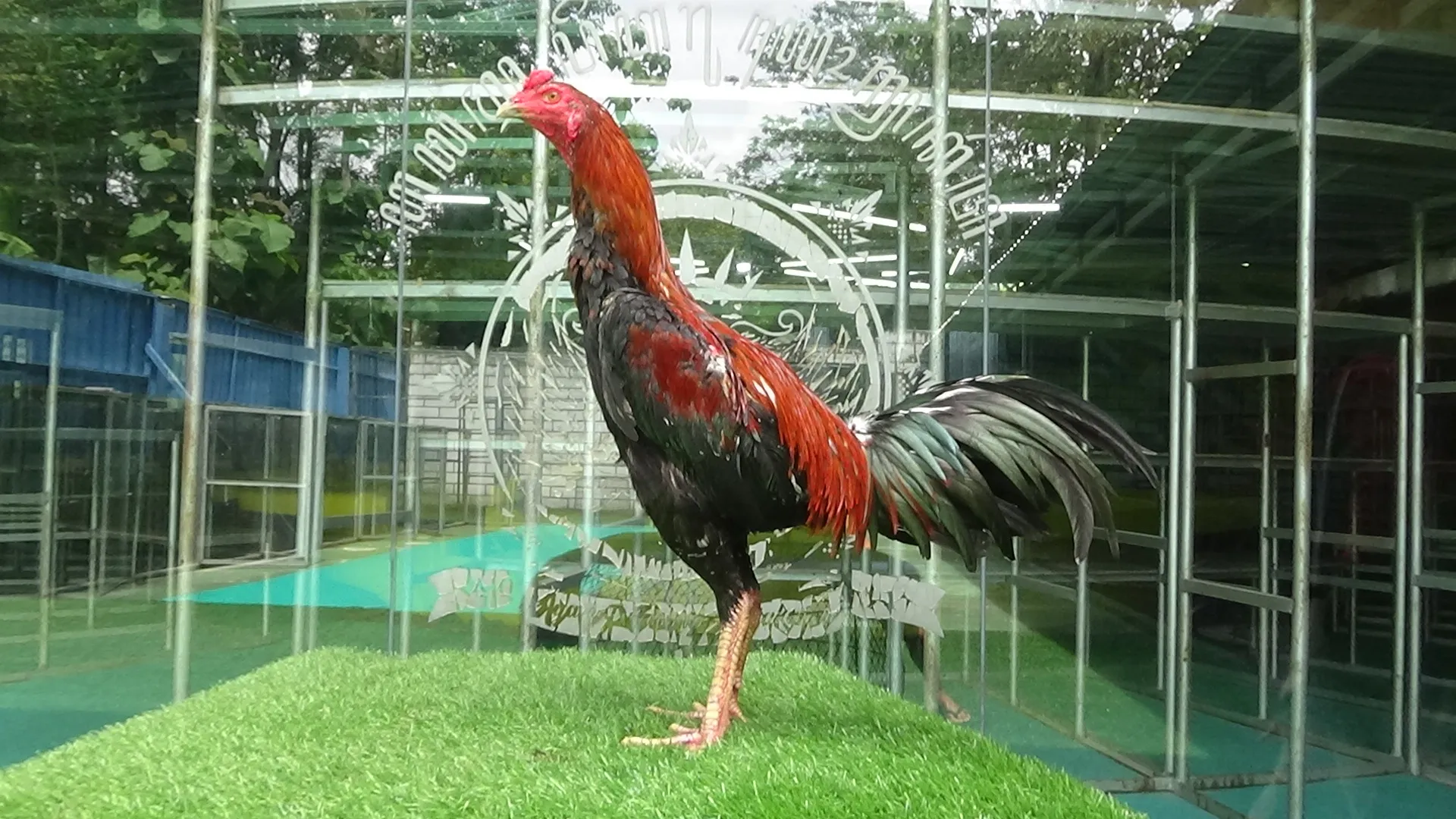 “TURUN BOX”BRAKOT DAN ANDALAN PUKUL “ATOM 010 BLOODLINE MAHARAJA X MANEDAENG (BERVIDIO) SOLD OUT 