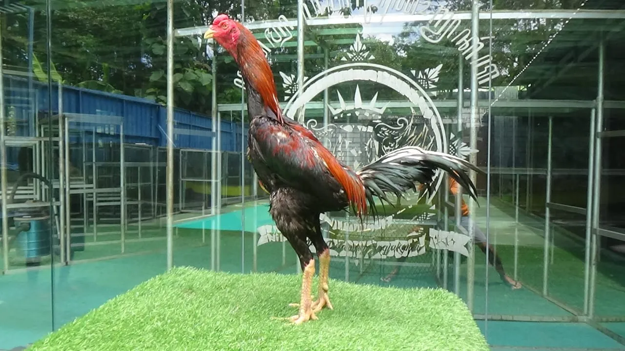 “BELUM LAYAK ABAR”SI APOLLO PART 07 “bloodline aswindam(sameaw farm mr manoph photeng) mix BETINA ARJUNA “super lock brakot”(BERVIDIO) SOLD OUT