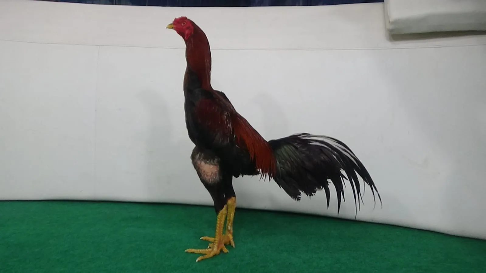 4X TEST “SONOKELING”BLOODLINE BOOMBER X BADAR BESI super pukulan(BERVIDIO)SOLD OUT