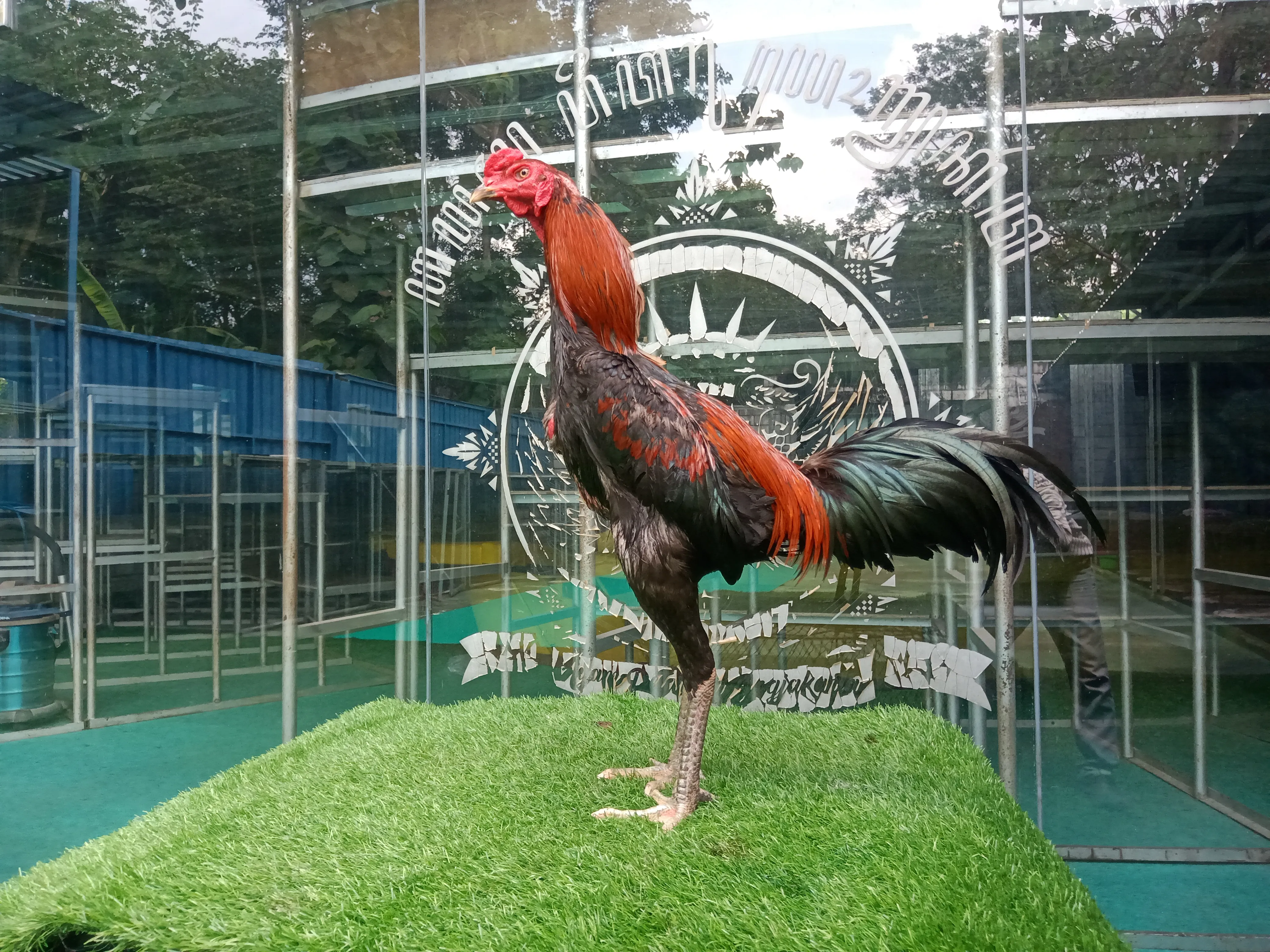 2X TEST TIPIS2 “MARATHON SUPER KEBUT”VALENTINO ROSI X BETINA MUSTANG super kenceng(BERVIDIO)