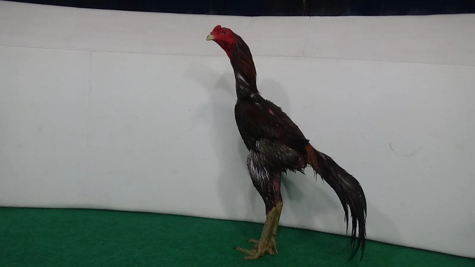 3X TEST “SI BRUTAL”BLOODLINE GERBONG MAUT X BLACKBULL KRATING (PRANBURI FARM)(BERVIDIO) SOLD OUT