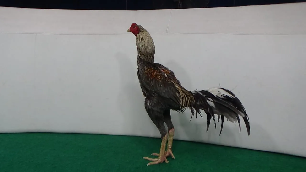 “2X TEST TIPIS2″GARAGA X GREY SNAKE super kuncian dan super brakot PUKULAN MANTAP(BERVIDIO) SOLD OUT