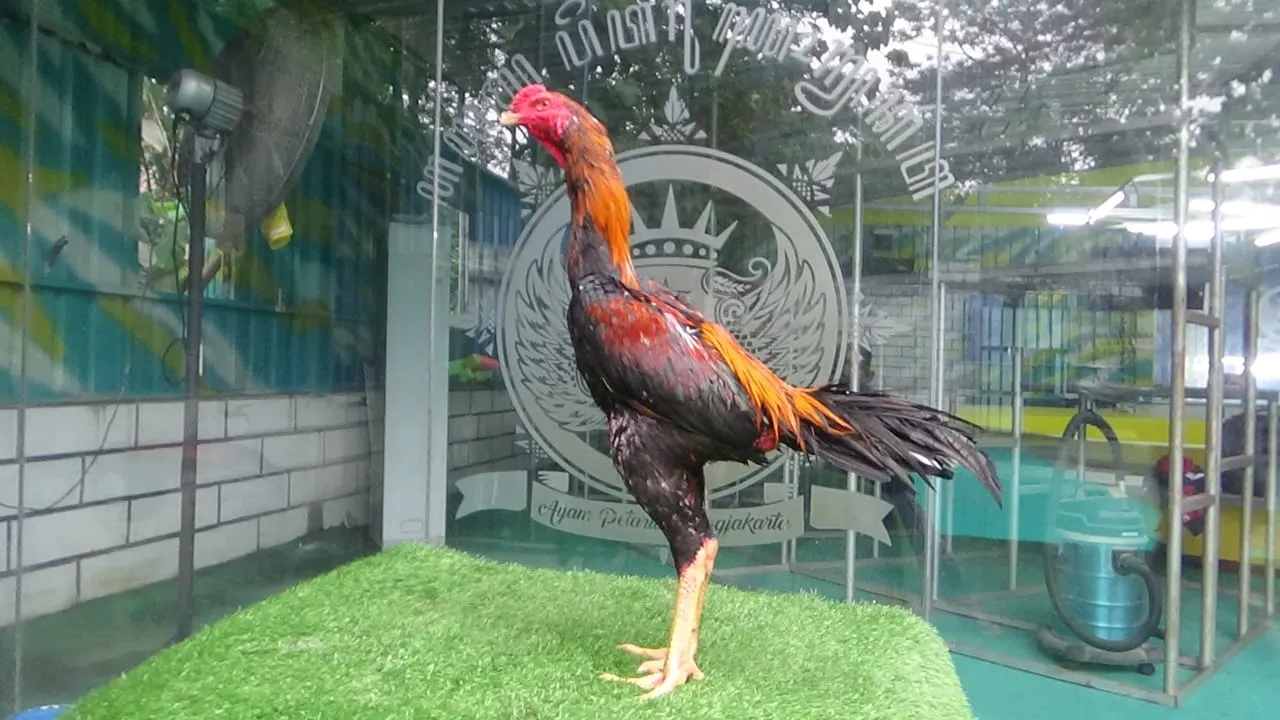 “SUPER BREADING VVIP”MABUNG2 AKIRA 010 ADIK AKIRA 06 “super lock brakot”pukul merusak(BERVIDIO) SOLD OUT 