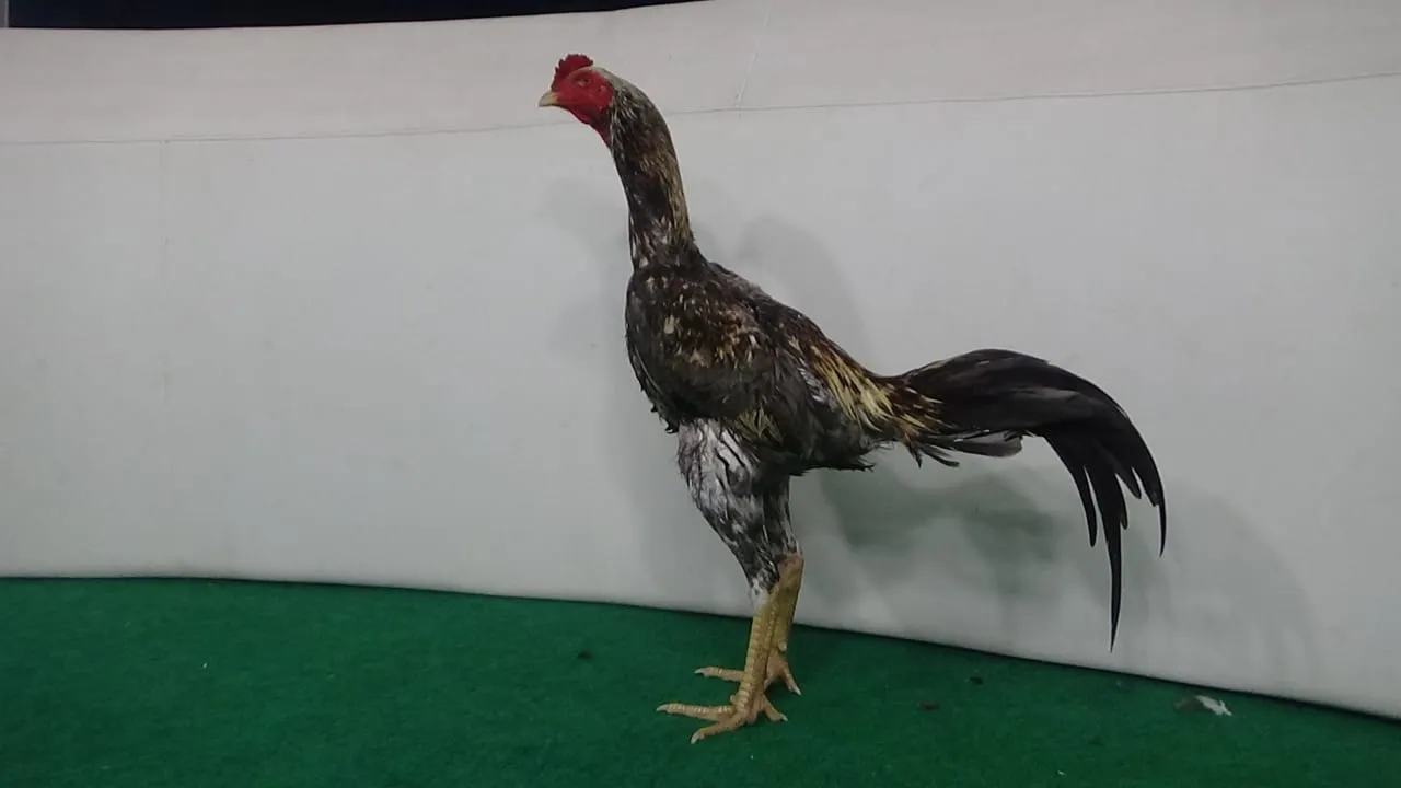 “3X TEST”GARAGA X GREY SNAKE super lock PERUSAK LAWAN tulangan super top(BERVIDIO) SOLD OUT