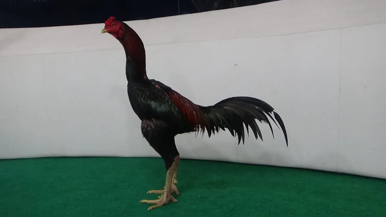 WIN 1X “TURBO 03″BLOODLINE THE FLASH X BETINA TARIK DASI “anti lock”PUKUL RONTOK SEMI DRUMBAND & BRAKOT”khusus pro”(BERVIDIO)