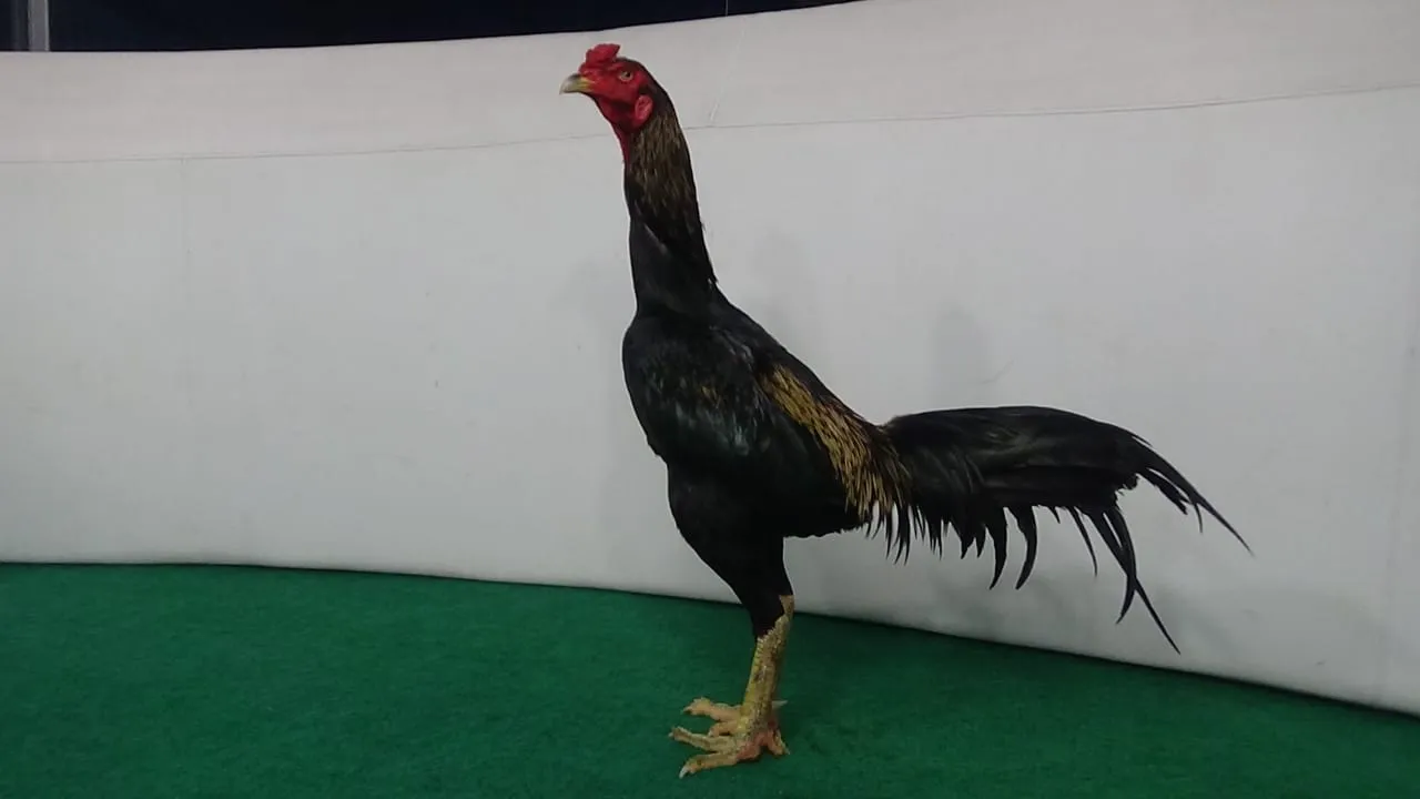 WIN 4X “PASCA MABUNG”JARUM X PAKU PART 04 super aktive “ayam aman”jalu cas cus(BERVIDIO)