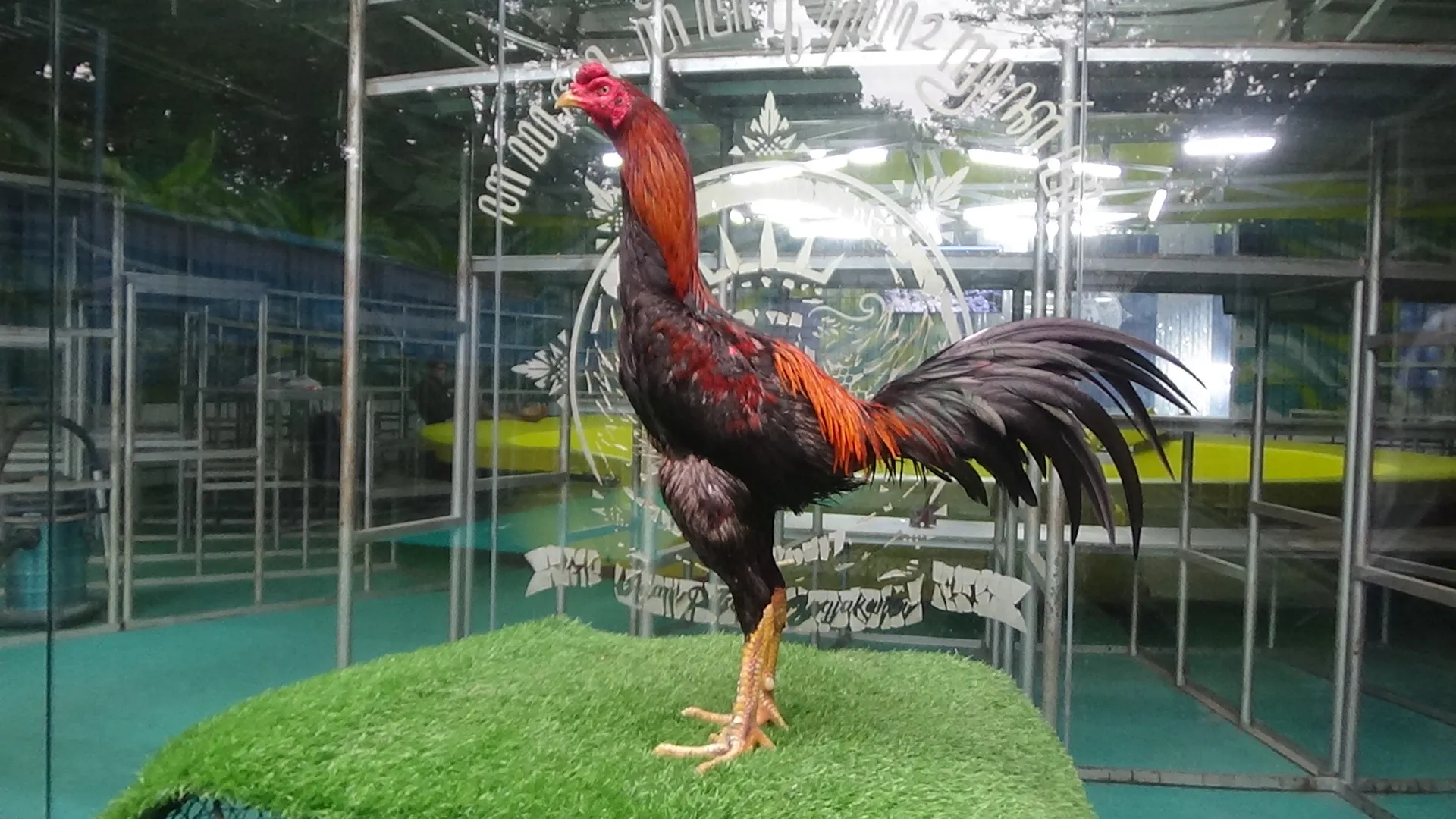 “2X TEST”ISTIMEWA PUKUL RUSAK ARJUNA X BETINA BOOMBER “sulit di pukul”(BERVIDIO) SOLD OUT