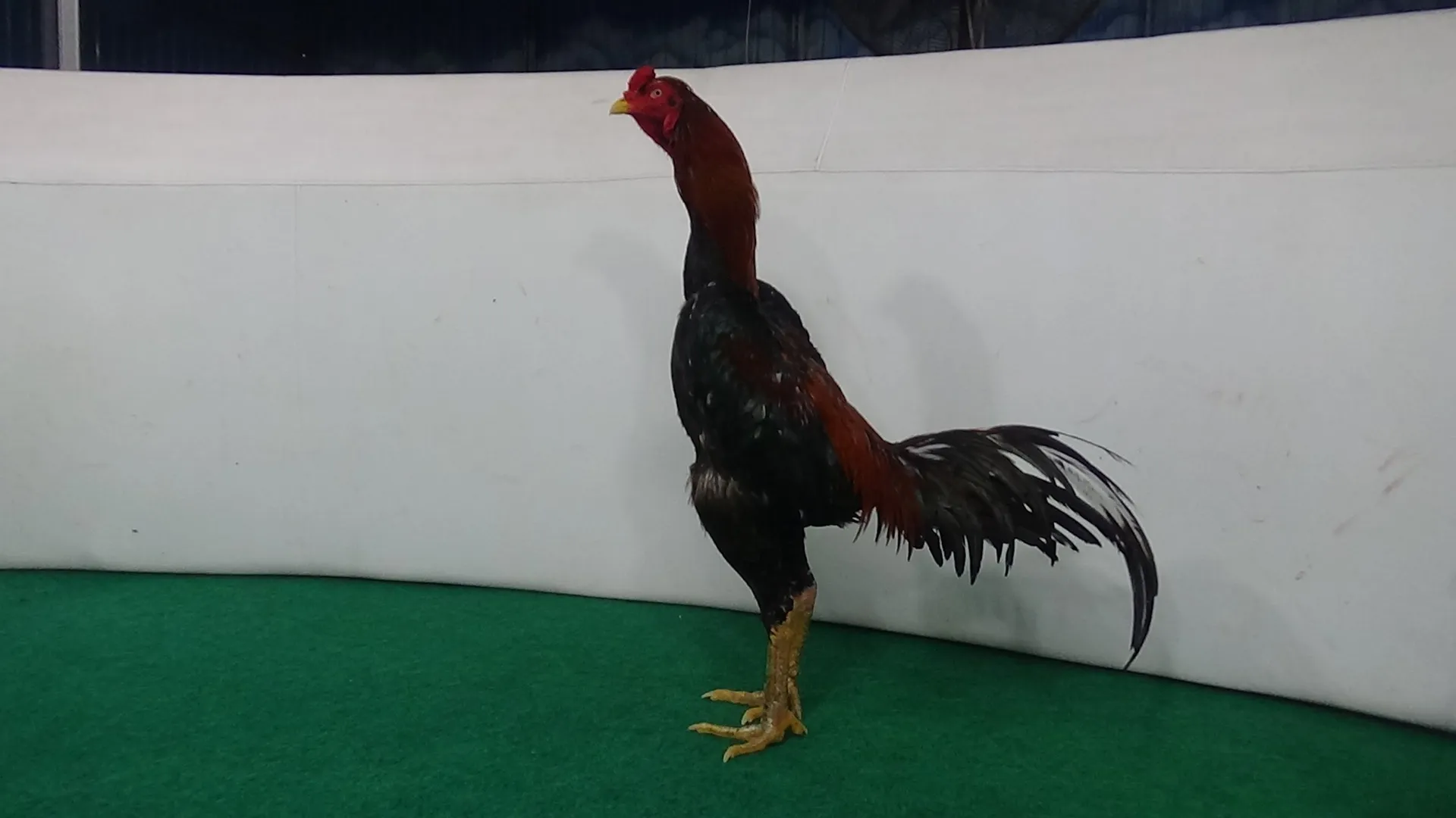 PREMAN PENSIUN !!!MANTAN JAWARA 7X WIN BOOMBER GEN 6 X BETINA MANEDAENG BB 3,3 KG super besar(BERVIDIO) SOLD OUT 