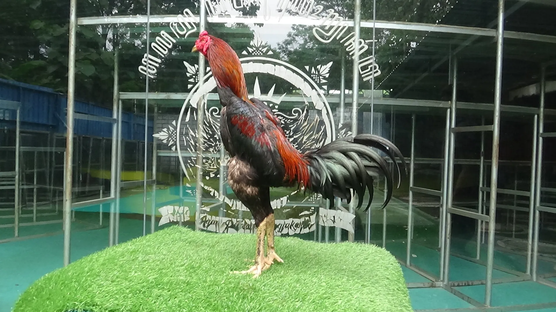 “2X TEST TIPIS2″ISTIMEWA PUKULAN MERUSAK LAWAN ARJUNA X BETINA BOOMBER “sulit dipukul lawan”(BERVIDIO) SOLD OUT 